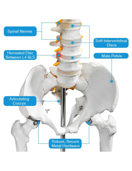 Modelo de Esqueleto Humano Breesky 180 cm con Soporte Rodante