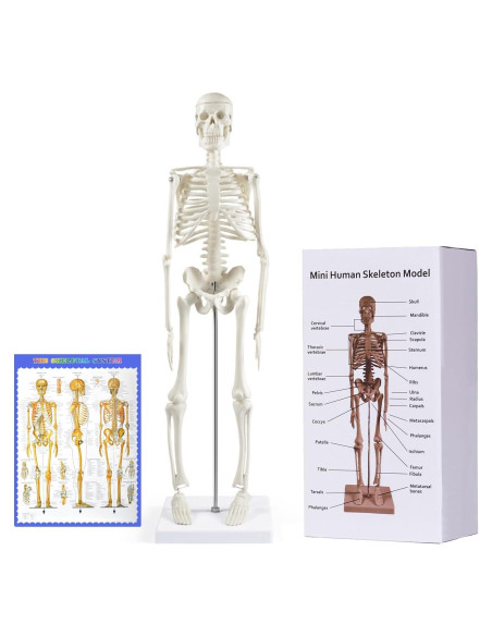 Modelo de Esqueleto Humano Mini Fivtyily 44.96 cm Articulado
