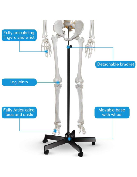 Modelo de Esqueleto Humano Breesky 180 cm con Soporte Rodante