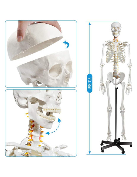 Modelo de Esqueleto Humano Breesky 180 cm con Soporte Rodante