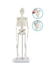 Modelo de Esqueleto Humano Mini Fivtyily 44.96 cm Articulado 2
