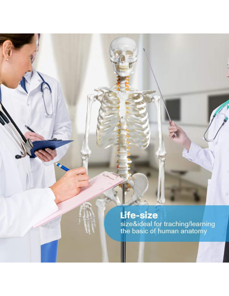 Modelo de Esqueleto Humano Breesky 180 cm con Soporte Rodante