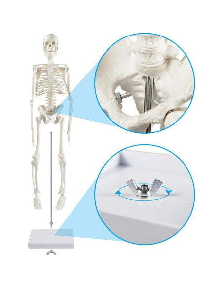 Modelo de Esqueleto Humano Mini Fivtyily 44.96 cm Articulado