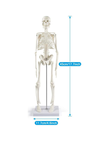 Modelo de Esqueleto Humano Mini Fivtyily 44.96 cm Articulado