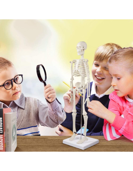 Modelo de Esqueleto Humano Mini Fivtyily 44.96 cm Articulado