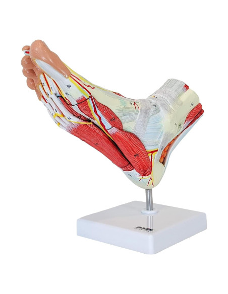 Modelo de Anatomía del Pie Axis Scientific 9 Partes Detalladas