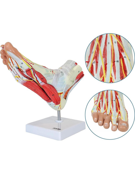 Modelo de Anatomía del Pie Axis Scientific 9 Partes Detalladas