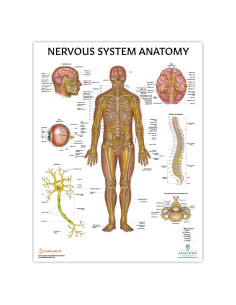 Póster del Sistema Nervioso Humano Laminado 43.9x57.2cm