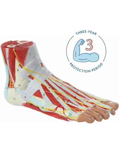 Modelo de Anatomía del Pie Axis Scientific 9 Partes Detalladas