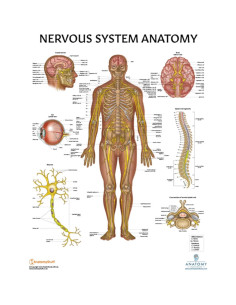 Póster del Sistema Nervioso Humano Laminado 43.9x57.2cm 2