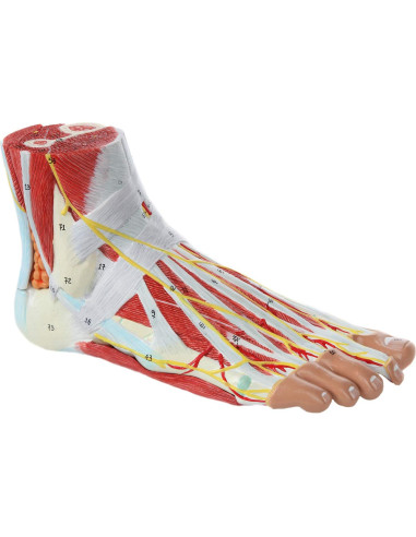 Modelo de Anatomía del Pie Axis Scientific 9 Partes Detalladas