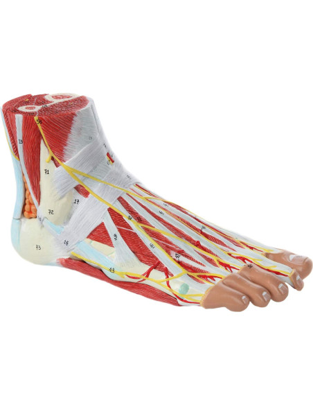 Modelo de Anatomía del Pie Axis Scientific 9 Partes Detalladas