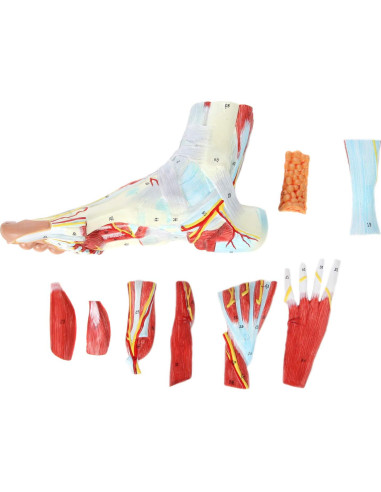 Modelo de Anatomía del Pie Axis Scientific 9 Partes Detalladas