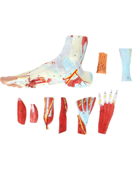 Modelo de Anatomía del Pie Axis Scientific 9 Partes Detalladas
