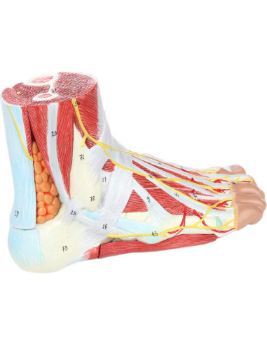 Modelo de Anatomía del Pie Axis Scientific 9 Partes Detalladas