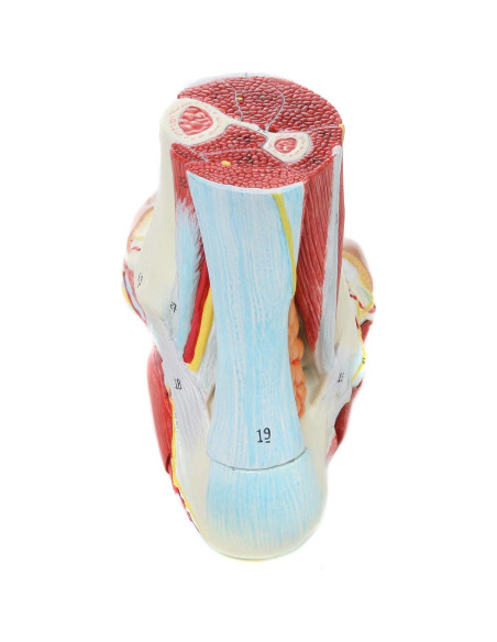 Modelo de Anatomía del Pie Axis Scientific 9 Partes Detalladas