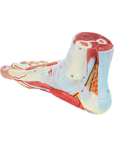 Modelo de Anatomía del Pie Axis Scientific 9 Partes Detalladas