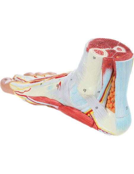 Modelo de Anatomía del Pie Axis Scientific 9 Partes Detalladas