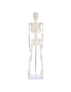 Esqueleto Humano Miniatura 86 cm Laboratorio de Anatomía