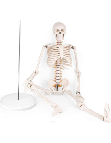 Modelo de Esqueleto Humano Mini Euddoo 83.82 cm para Estudio