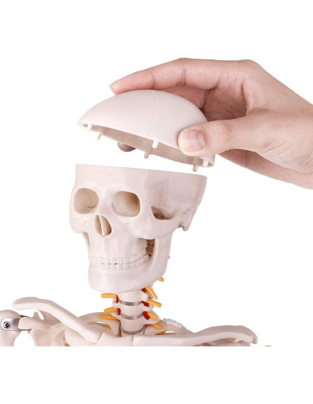 Modelo de Esqueleto Humano Mini Euddoo 83.82 cm para Estudio