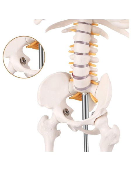 Modelo de Esqueleto Humano Mini Euddoo 83.82 cm para Estudio