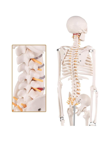 Modelo de Esqueleto Humano Mini Euddoo 83.82 cm para Estudio