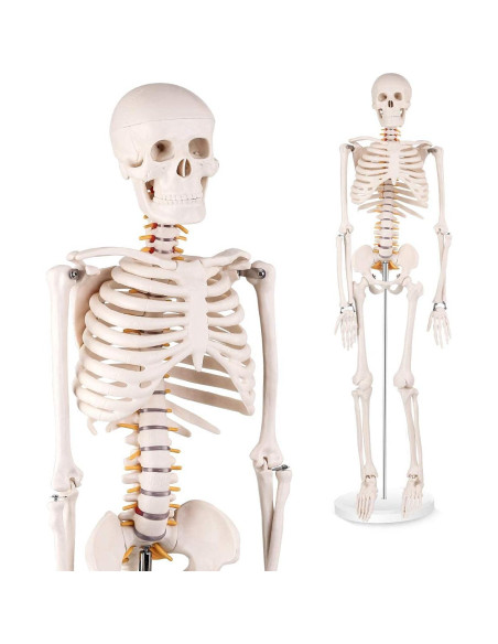 Modelo de Esqueleto Humano Mini Euddoo 83.82 cm para Estudio
