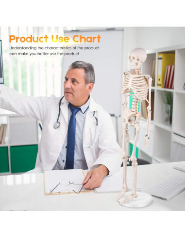 Modelo de Esqueleto Humano Mini Euddoo 83.82 cm para Estudio