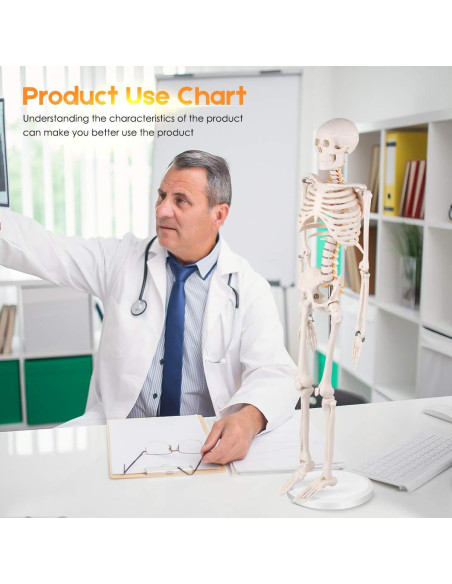 Modelo de Esqueleto Humano Mini Euddoo 83.82 cm para Estudio