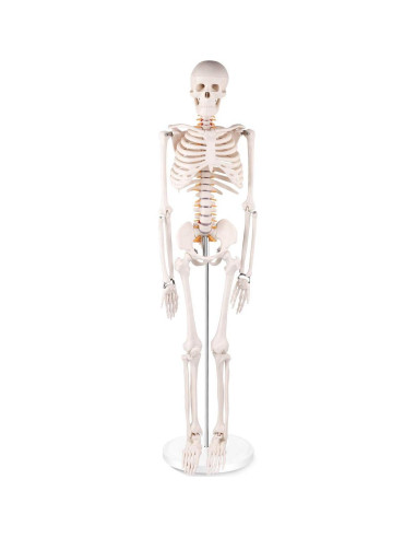 Modelo de Esqueleto Humano Mini Euddoo 83.82 cm para Estudio