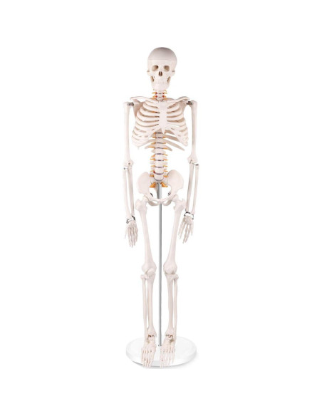 Modelo de Esqueleto Humano Mini Euddoo 83.82 cm para Estudio