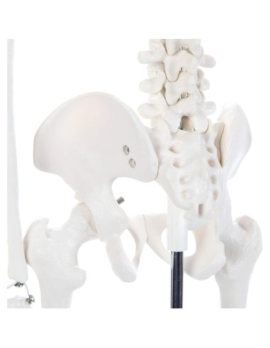 Esqueleto Humano Miniatura 86 cm Laboratorio de Anatomía