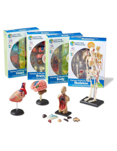 Conjunto de Anatomía Learning Resources - 4 Modelos Educativos
