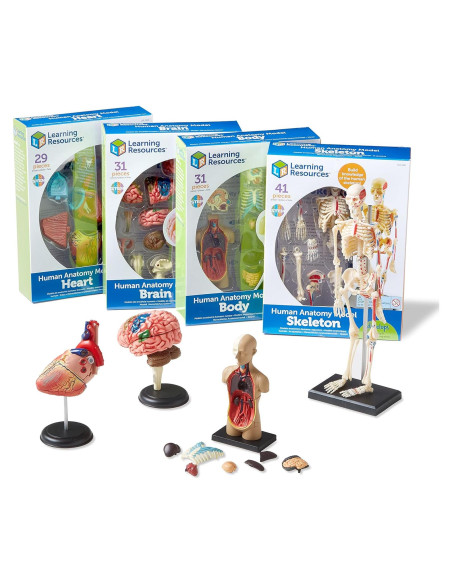 Conjunto de Anatomía Learning Resources - 4 Modelos Educativos