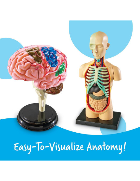 Conjunto de Anatomía Learning Resources - 4 Modelos Educativos