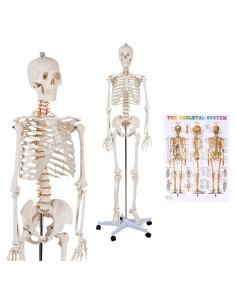 Esqueleto Humano GOFLAME 180 cm con Soporte Rodante y Póster