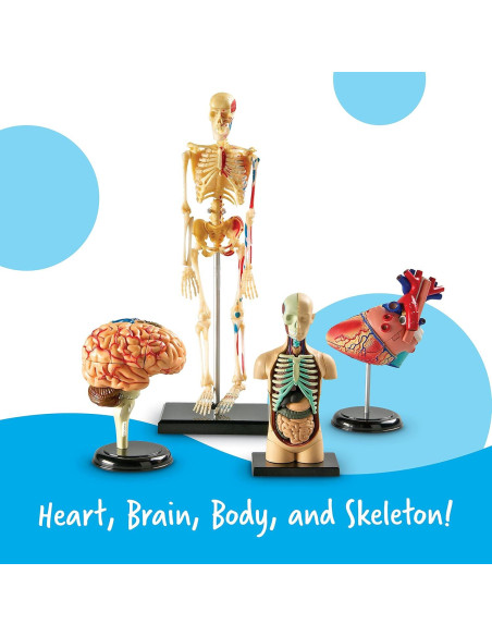 Conjunto de Anatomía Learning Resources - 4 Modelos Educativos