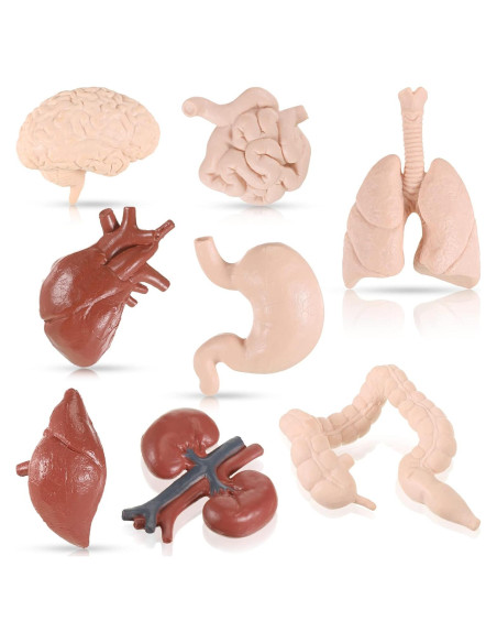 Conjunto de Modelos del Cuerpo Humano Yinkin 8 Pcs PVC