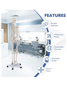 Esqueleto Humano GOFLAME 180 cm con Soporte Rodante y Póster 2