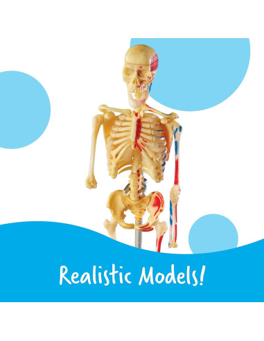 Conjunto de Anatomía Learning Resources - 4 Modelos Educativos