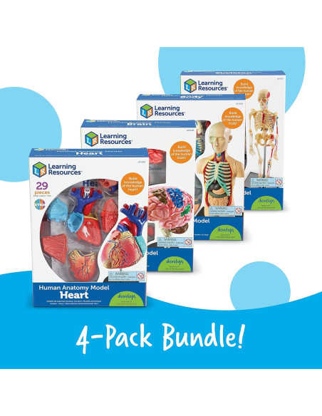 Conjunto de Anatomía Learning Resources - 4 Modelos Educativos