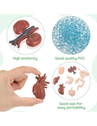 Conjunto de Modelos del Cuerpo Humano Yinkin 8 Pcs PVC