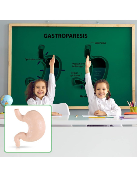 Conjunto de Modelos del Cuerpo Humano Yinkin 8 Pcs PVC