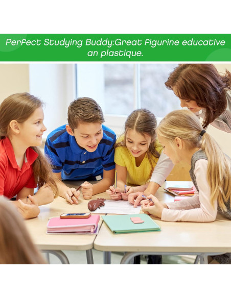 Conjunto de Modelos del Cuerpo Humano Yinkin 8 Pcs PVC