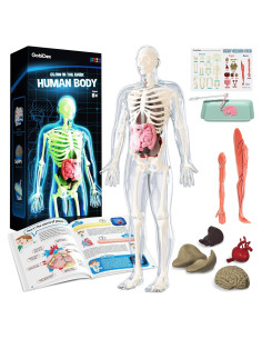 Modelo de Esqueleto Humano GobiDex 32 cm Brilla en la Oscuridad