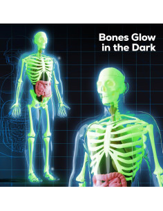 Modelo de Esqueleto Humano GobiDex 32 cm Brilla en la Oscuridad 2
