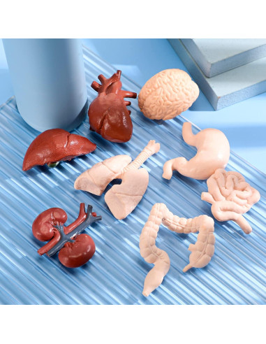 Conjunto de Modelos del Cuerpo Humano Yinkin 8 Pcs PVC