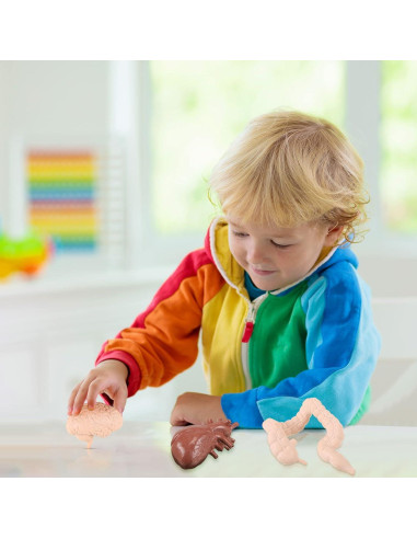 Conjunto de Modelos del Cuerpo Humano Yinkin 8 Pcs PVC