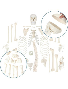 Esqueleto Humano Desarticulado a Tamaño Real Axis Scientific 2